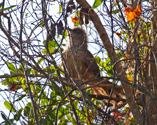 Great Lizard-Cuckoo