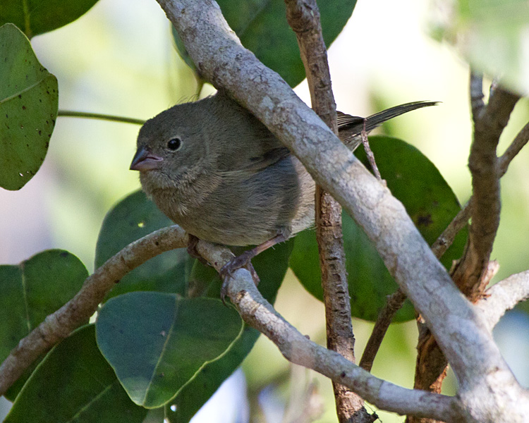 [Black-faced Grassquit]