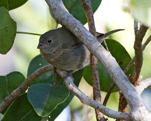 Black-faced Grassquit