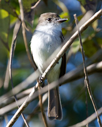 La Sagra's Flycatcher