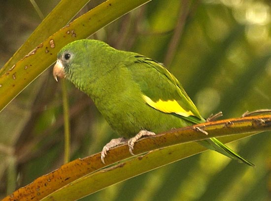 [White-winged Parakeet]