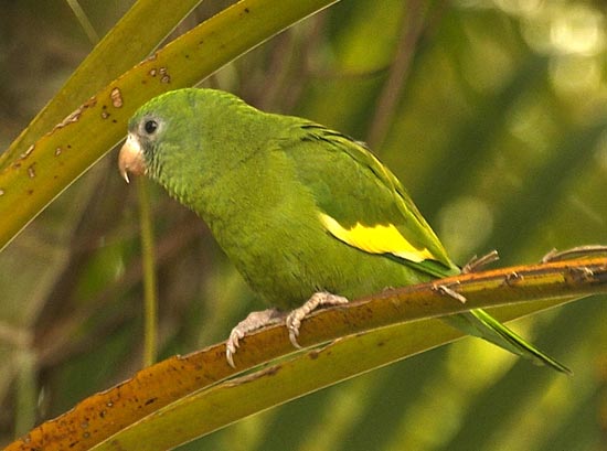 [White-winged Parakeet]