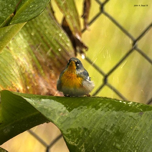 [Northern Parula]