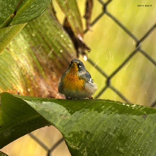 [Northern Parula]