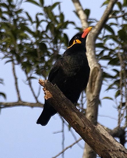 [Hill Myna]