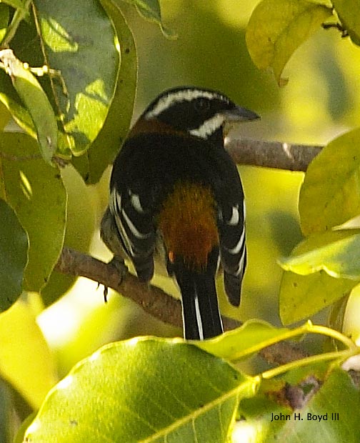 [Western Stripe-headed Tanager]