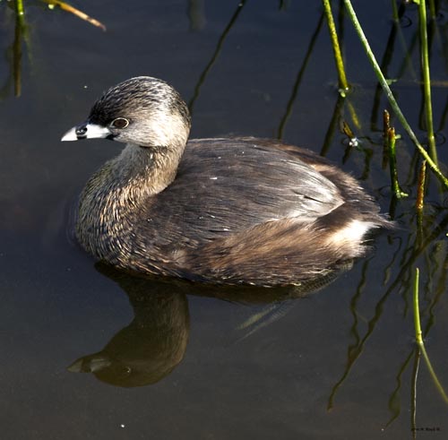 [Pied-billed Grebe]