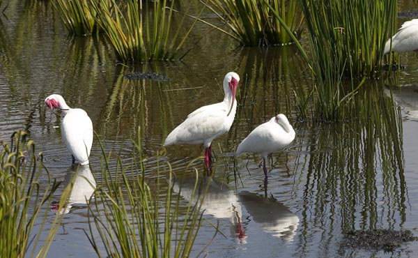 [White Ibis]