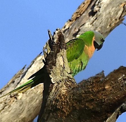 [Red-breasted Parakeet]