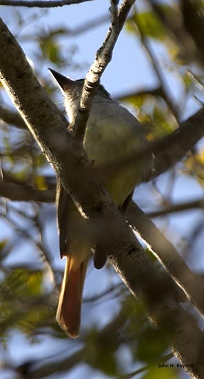 [Brown-crested Flycatcher]