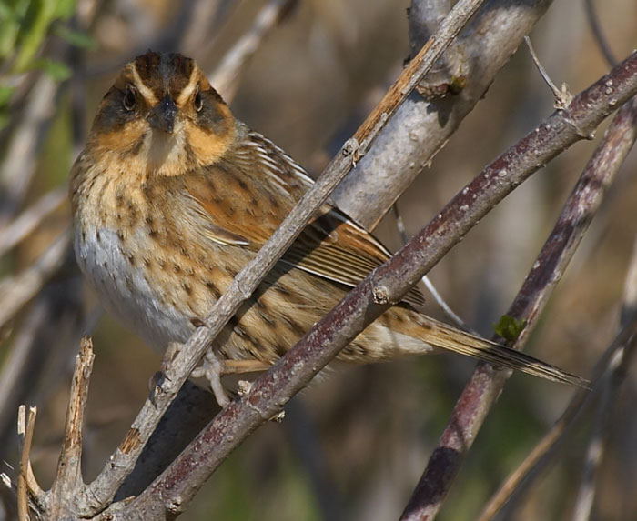 [Nelson's Sharp-tailed Sparrow]