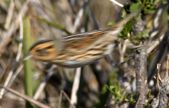 [Nelson's Sharp-tailed Sparrow]