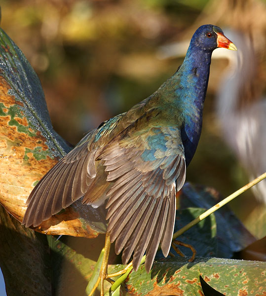 [Purple Gallinule]