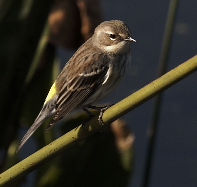 [Myrtle Warbler]