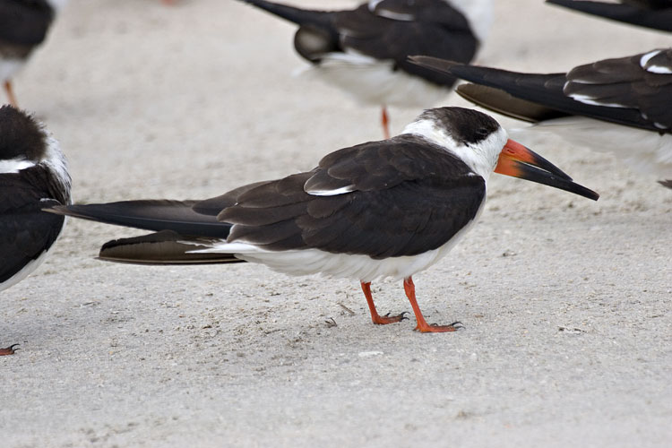 [Black Skimmer]