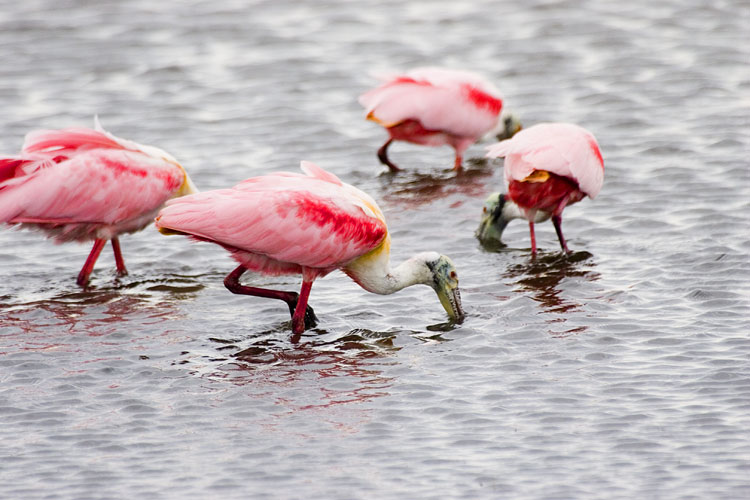 [Roseate Spoonbills]