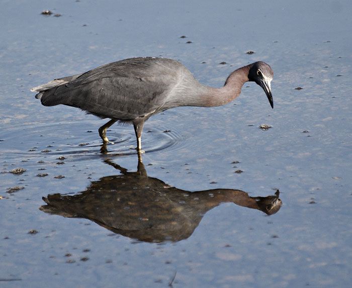 [Little Blue Heron]