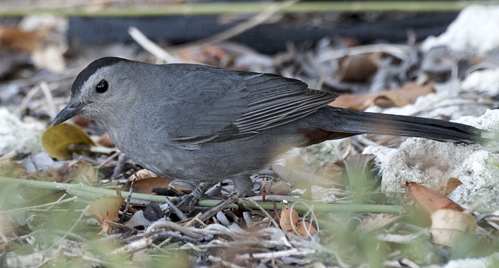 [Gray Catbird]