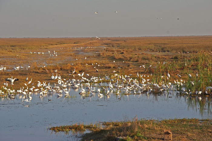 [Waders near Tamiami Trail]