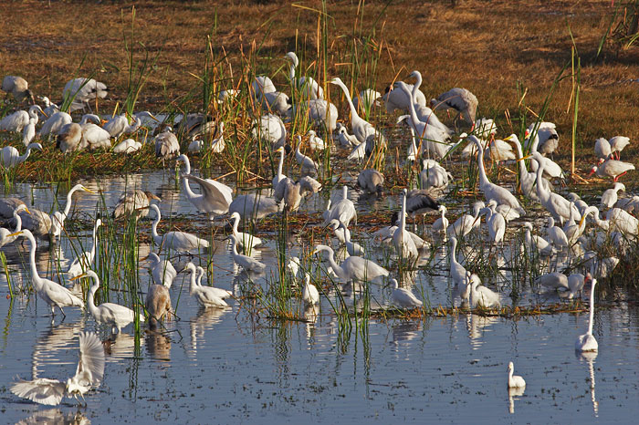 [Waders near Tamiami Trail]