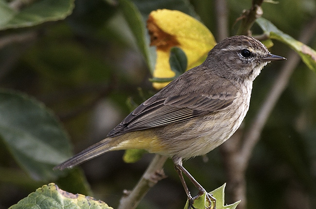 [Palm Warbler]