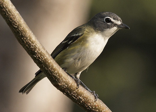 [Blue-headed Vireo]