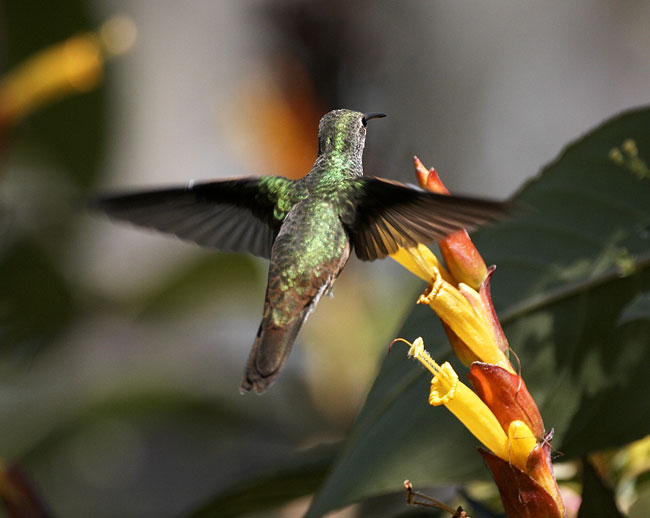 [Buff-bellied Hummingbird]