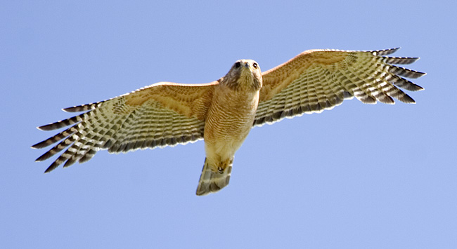 [Red-shouldered Hawk]