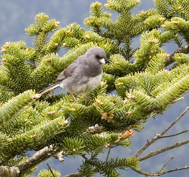 [Carolina Junco]