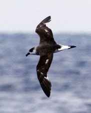 Black-capped Petrel