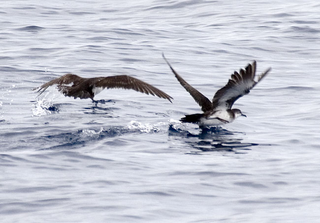 [Audubon's Shearwaters]