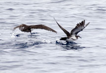 Audubon's Shearwaters