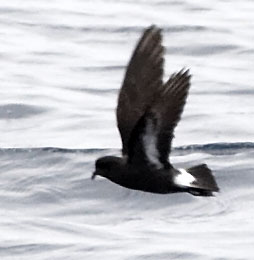 European Storm-Petrel