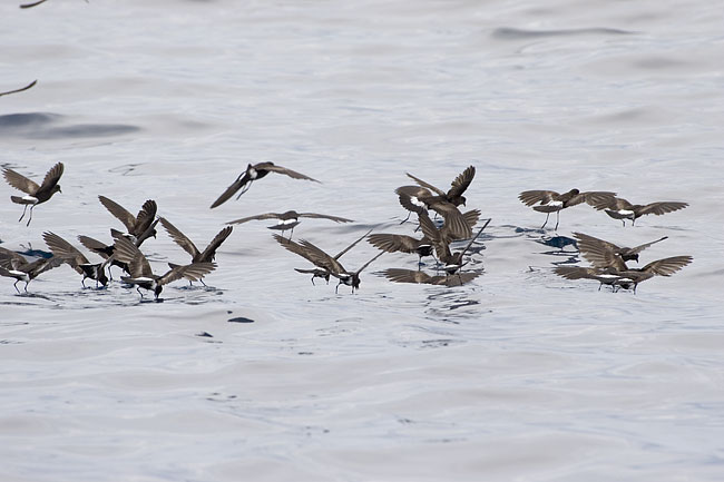 [Wilson's Storm-Petrels]