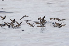 Wilson's Storm-Petrels