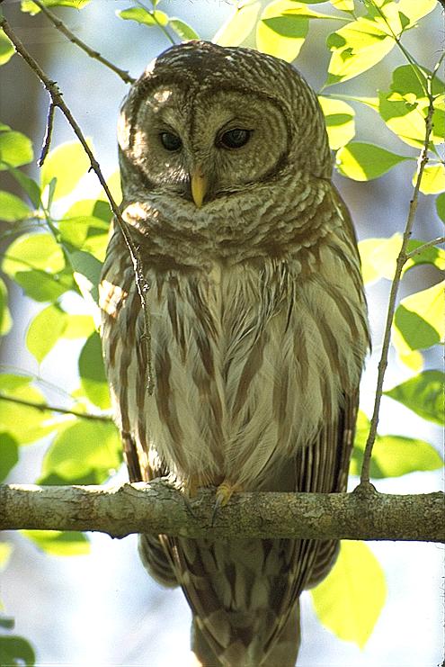 [Barred Owl]