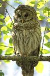 [Barred Owl]