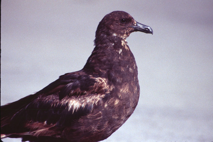 [South Polar Skua]