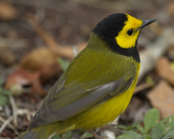 [Hooded Warbler]