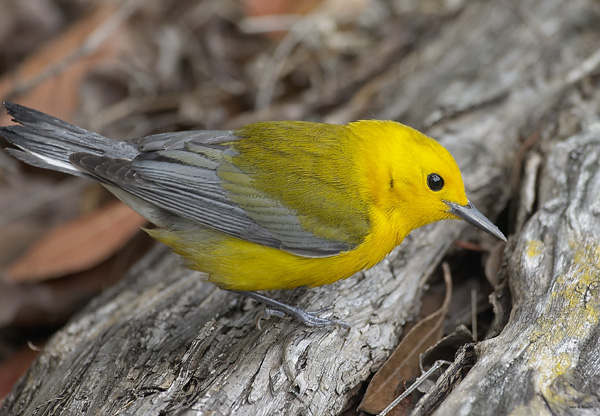 [Prothonotary Warbler]