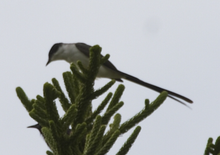 [Fork-tailed Flycatcher]