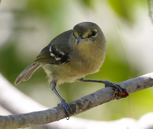 [Thick-billed Vireo]