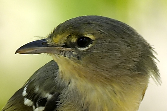[Thick-billed Vireo]