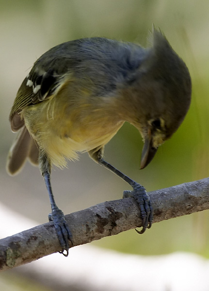 [Thick-billed Vireo]