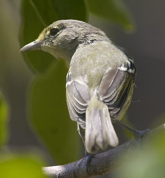 [Thick-billed Vireo]