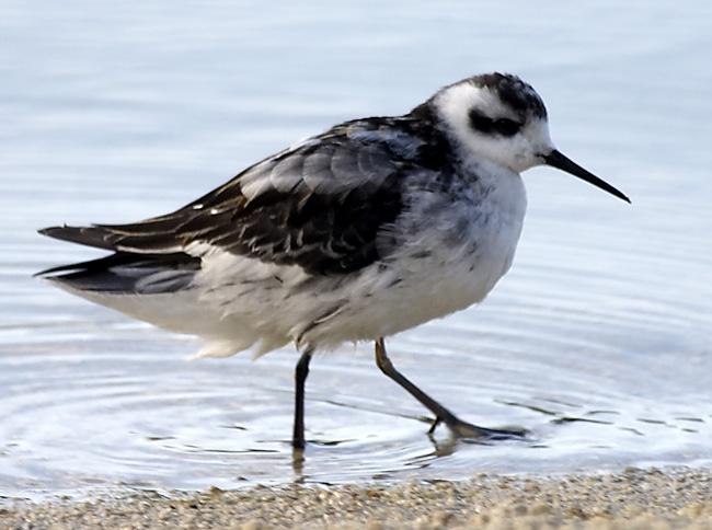 [Red-necked Phalarope]