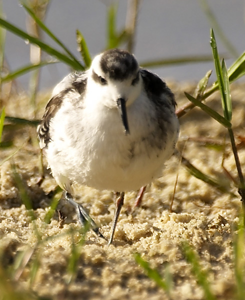 [Red-necked Phalarope]