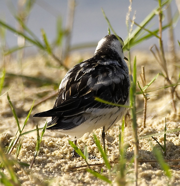 [Red-necked Phalarope]