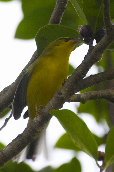 [Blue-winged Warbler]