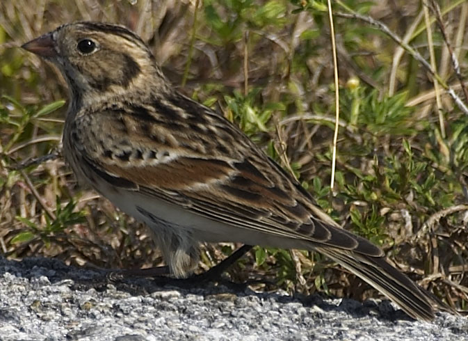 [Lapland Longspur]